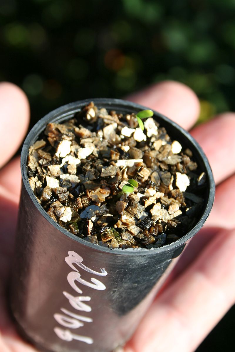 U22 V106 SEEDLINGS.jpg