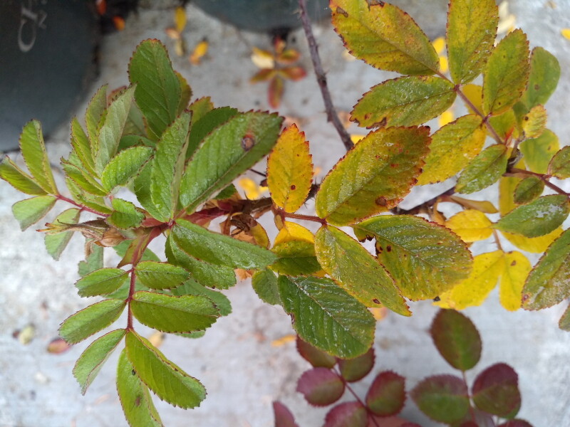 wasagaming fall bud 1.jpg