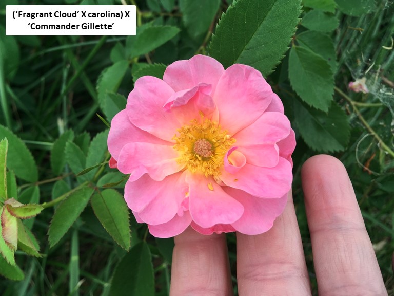 peachy carolina hybrid.jpg