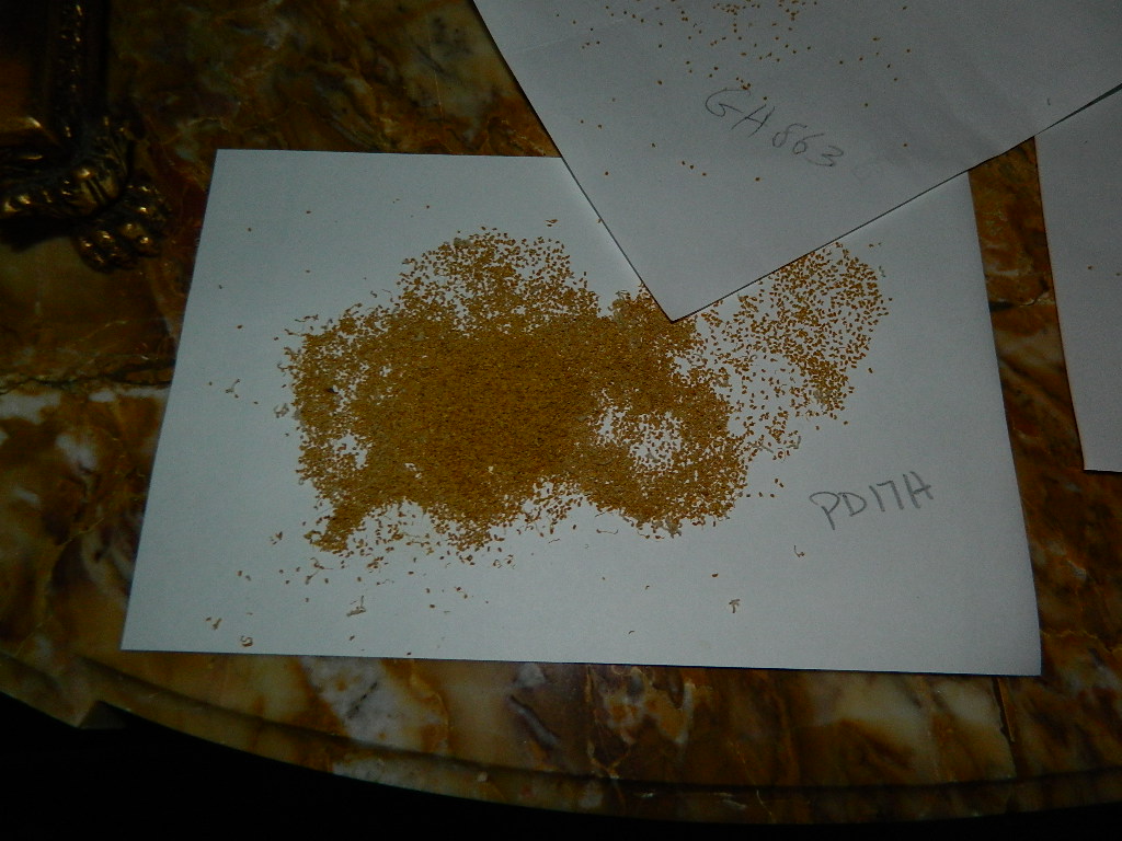 pollen (1).JPG
