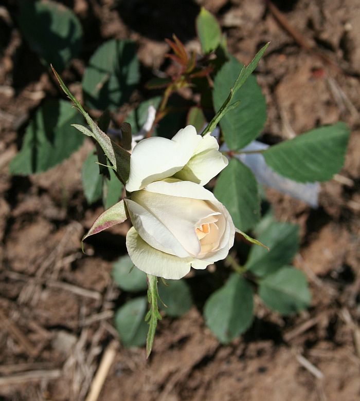 O12 P18.jpg