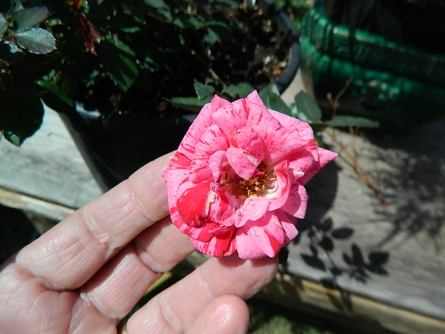 DSCN2925.JPG