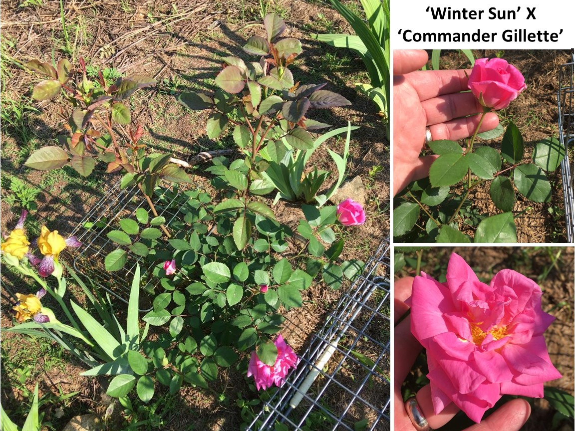 Repeat blooming seedling from     Commander Gillette.JPG