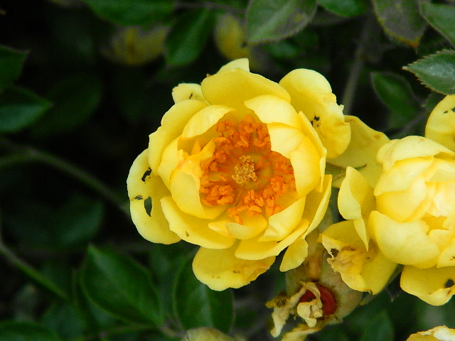yellow landscape rose (1).JPG