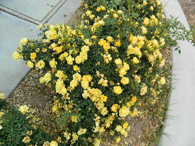 yellow landscape rose (2).JPG
