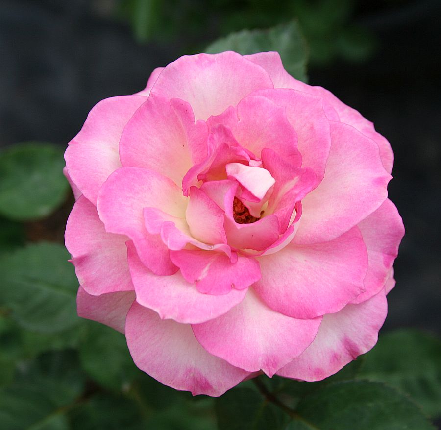 S98 2.jpg