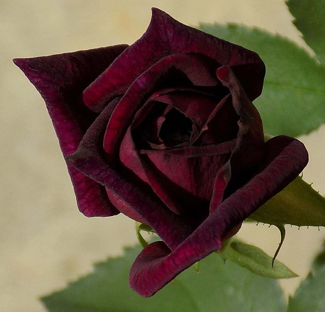 02.ThirdBud2.JPG