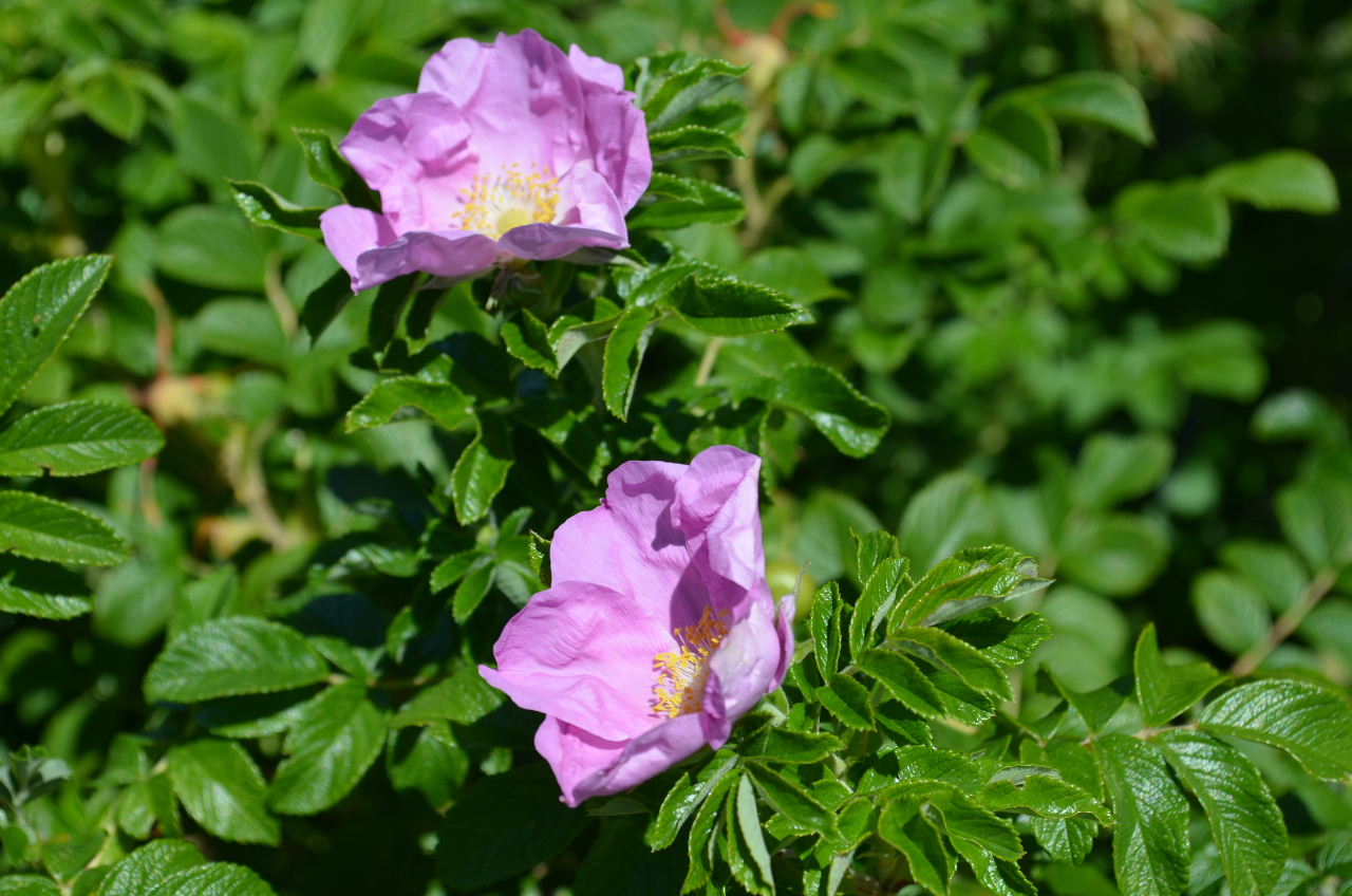 Rosa rugosa alba x Hazeldean 08H2 2596.JPG