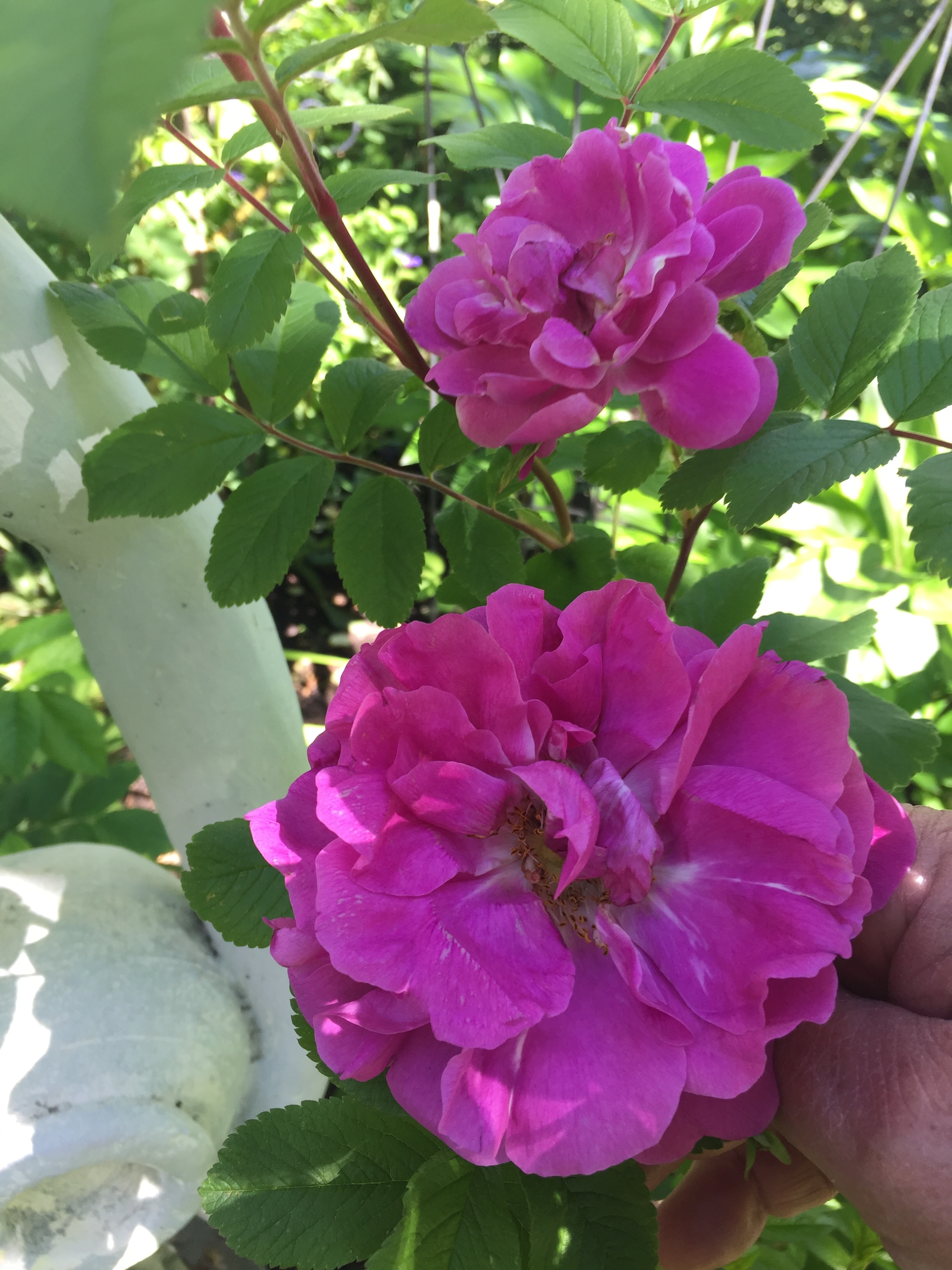 25788F9C-A8D1-4AC1-BEE9-214056054BC4.jpeg