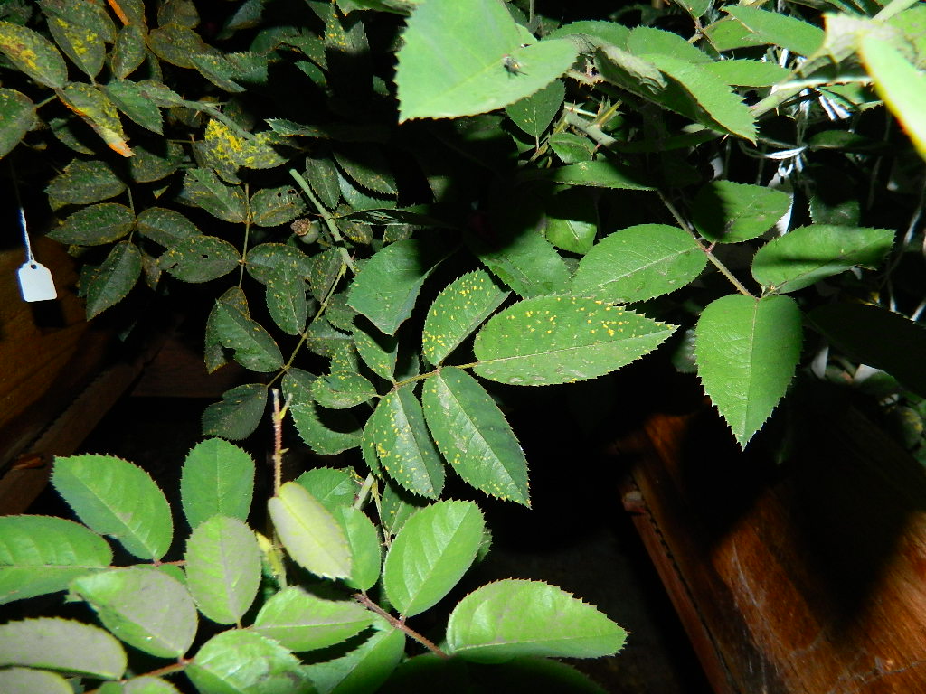 DSCN0117.JPG