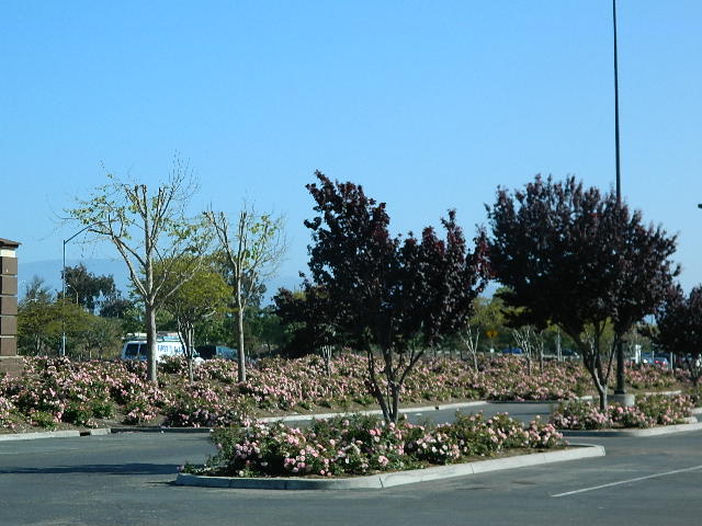 carpet roses salinas costco (3).JPG