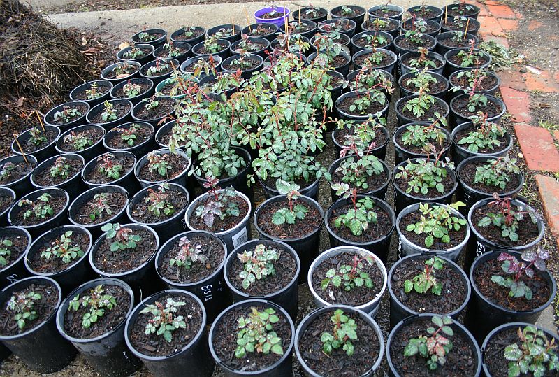 2015 seedlings.jpg