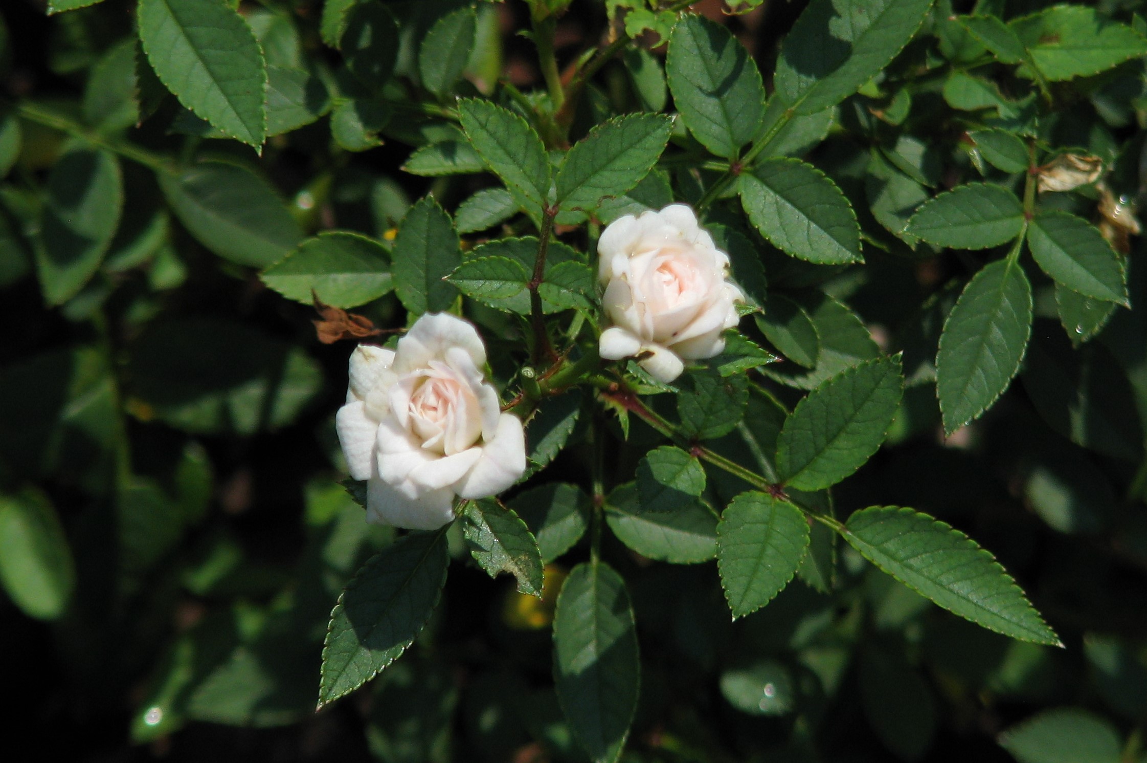 Willie Winkie (2).JPG