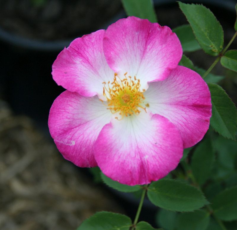 S62 T49.jpg