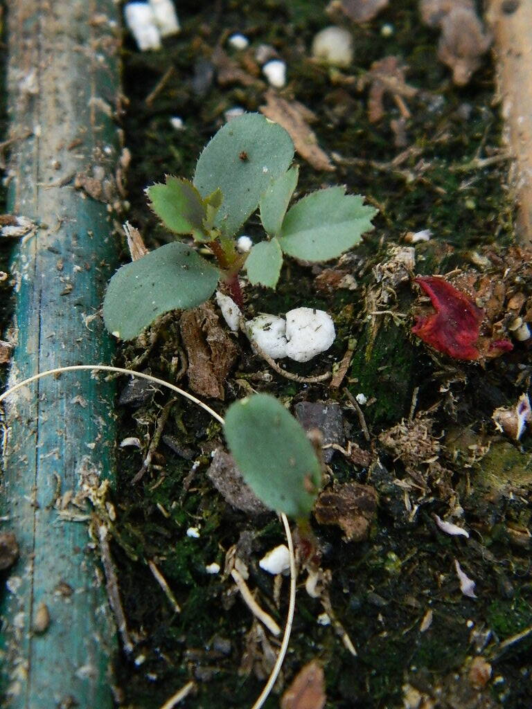 DSCN1026.JPG