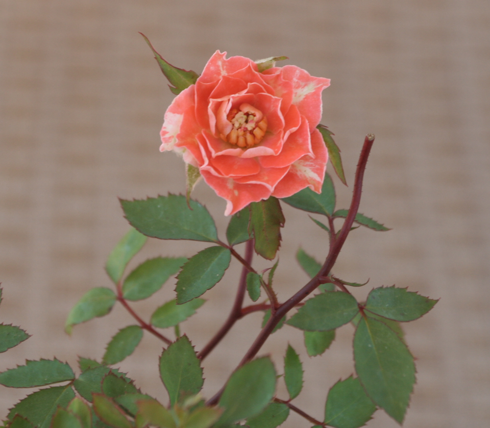 235-2-bloom.png