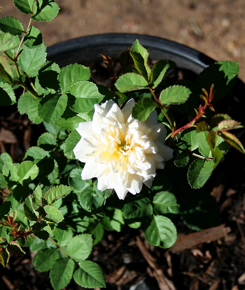 S75 T42.jpg