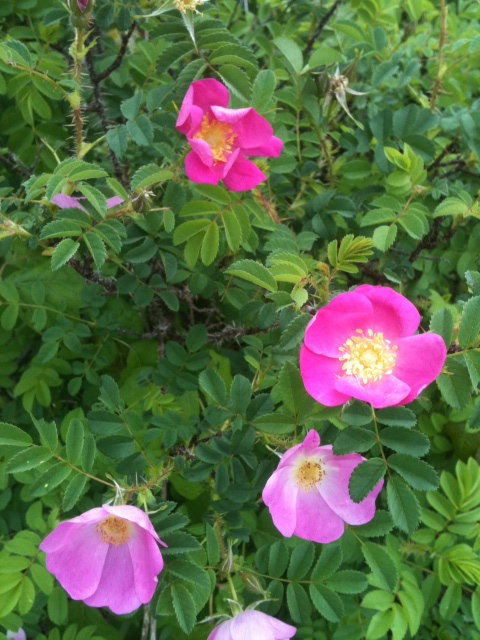 rugosa X spinosissima.JPG