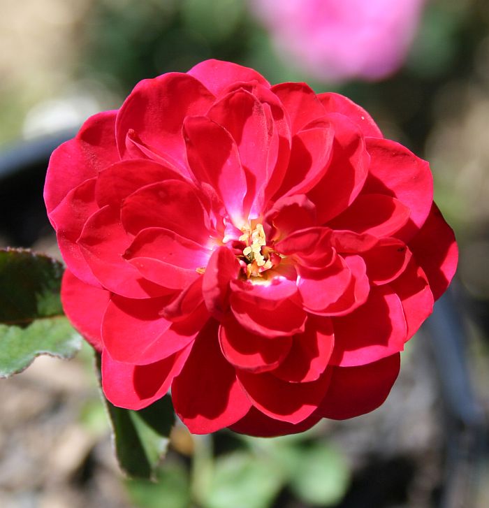 S82 T144.jpg