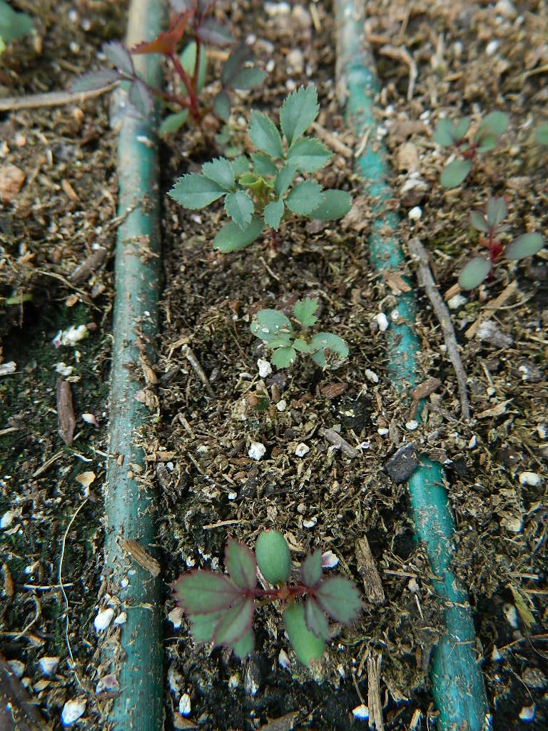 DSCN1044.JPG