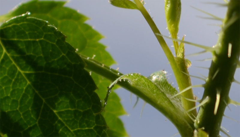 Petiole copie.jpg