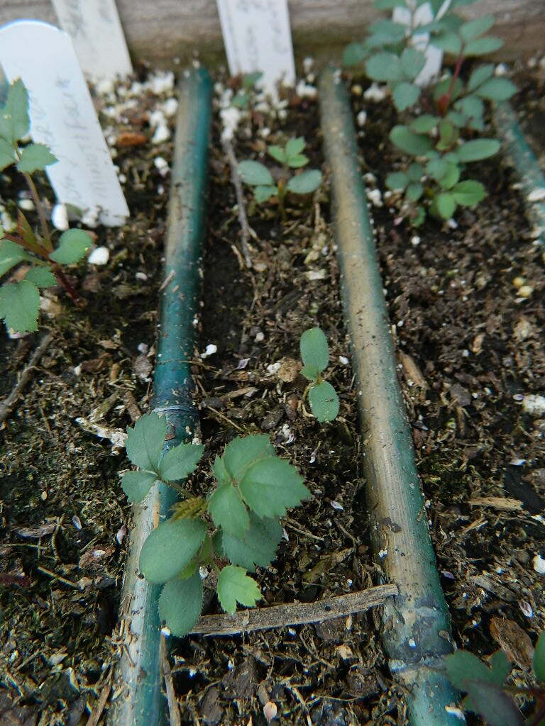 DSCN1040.JPG