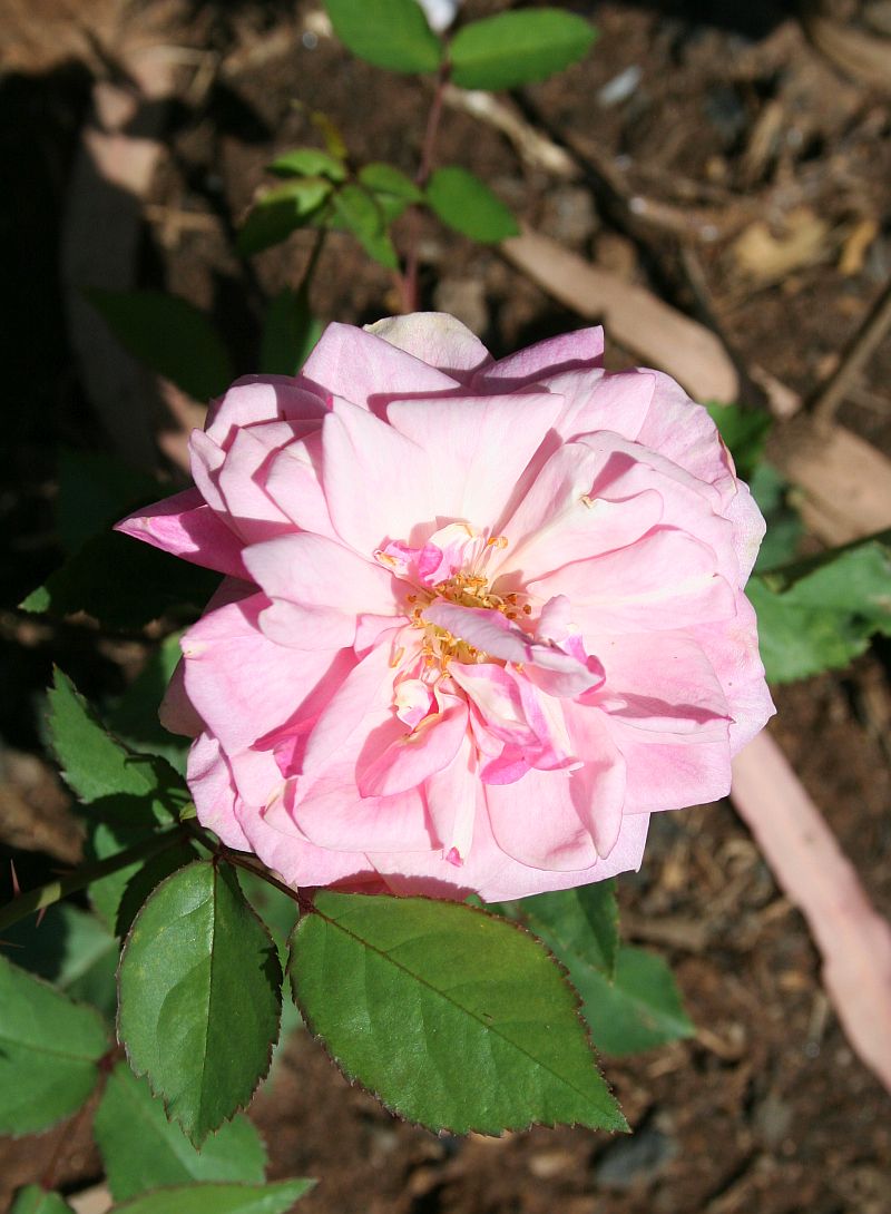 O19 P7 1.jpg