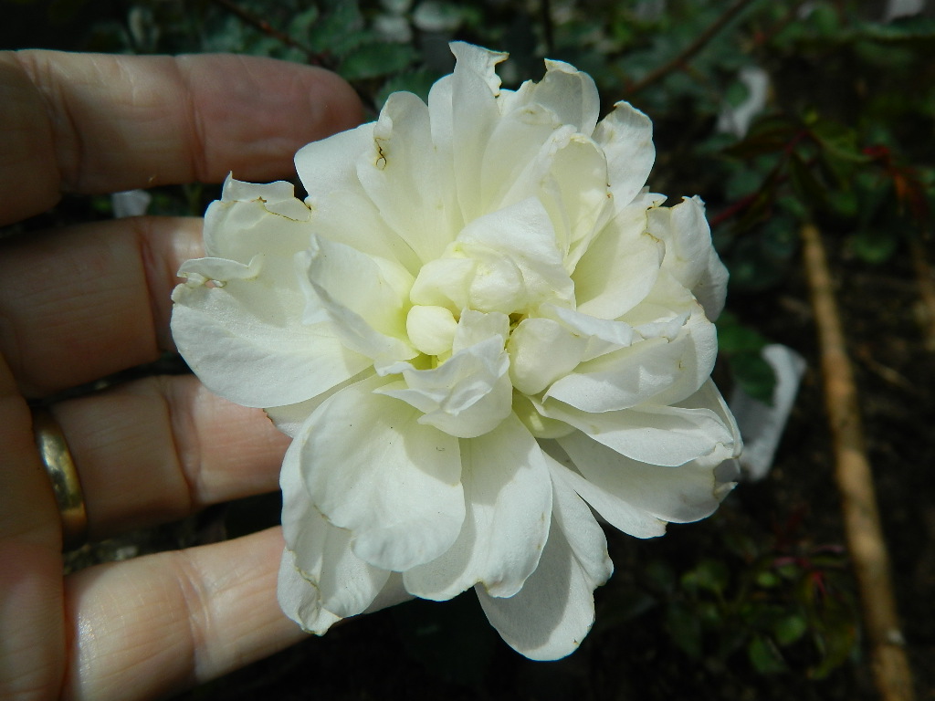 DSCN1854.JPG