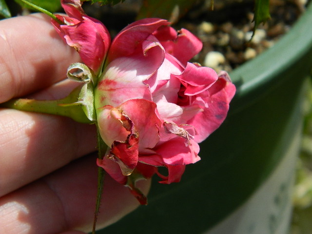 torch of liberty x purpurea (27).JPG