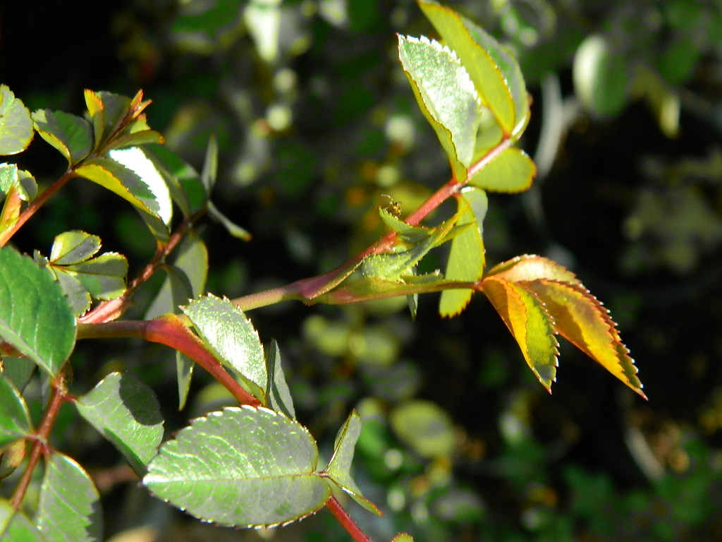 l56 x minutifolia (1).JPG