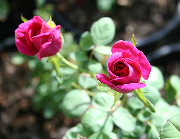 S32 T91.jpg