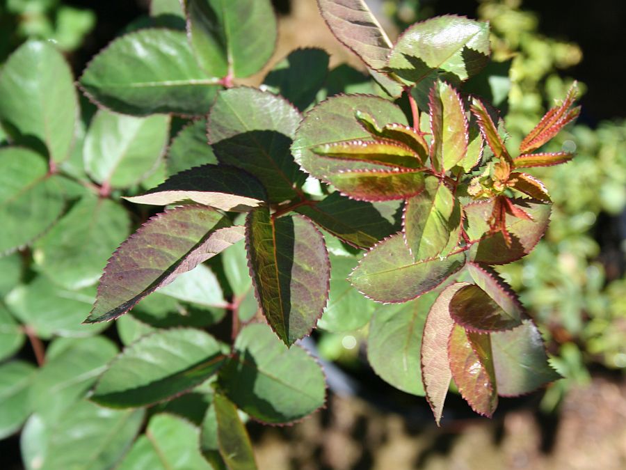 S92 T91.jpg