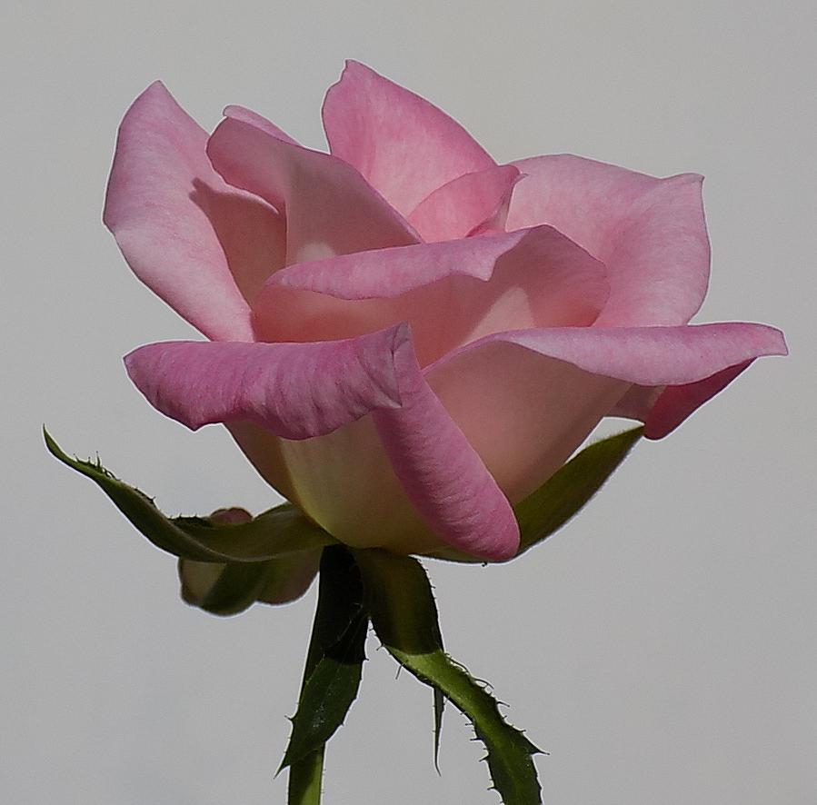 01.SecondBud2.JPG