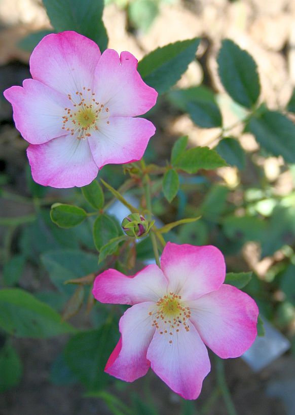 O19 P2 1.jpg