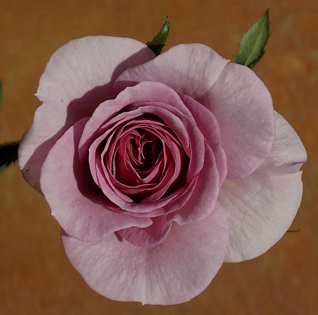 03.SecondBud.JPG