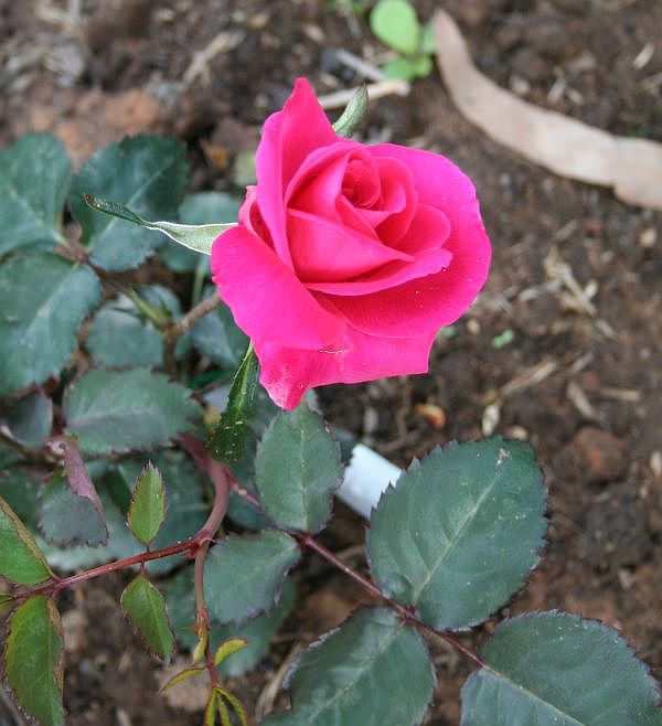 O24 P18 CERISE.jpg
