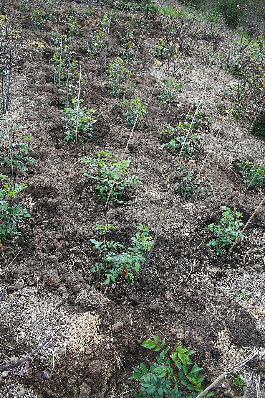 seedlings in ground.jpg