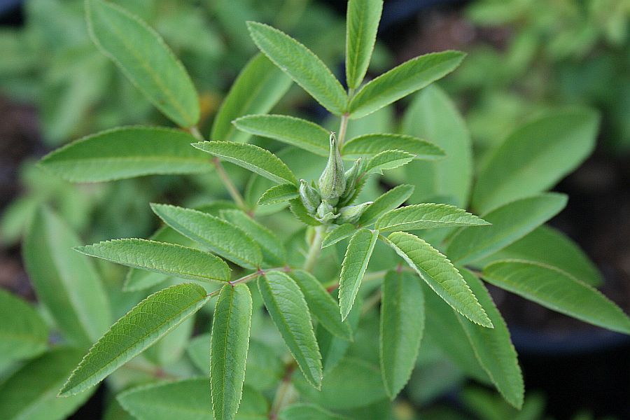 S2 T17 FLOWER BUDS.jpg