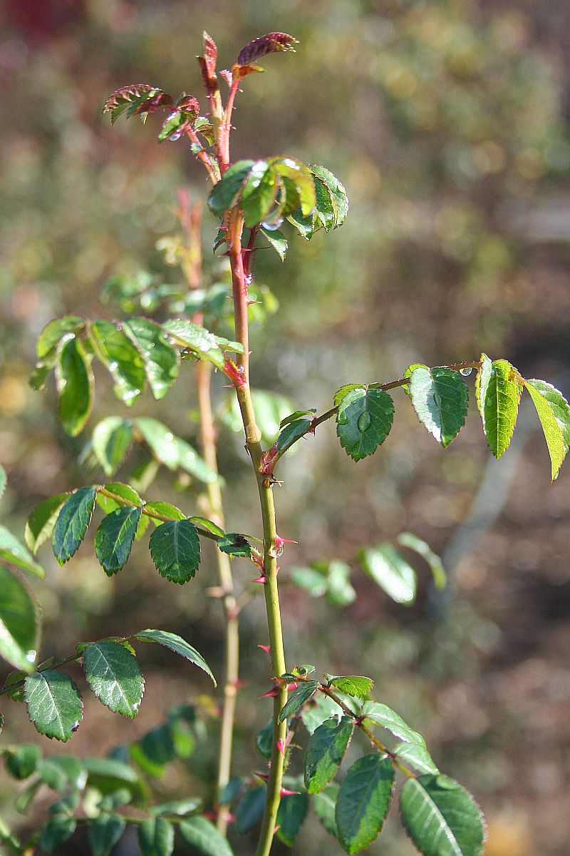 R. tunquinensis.jpg