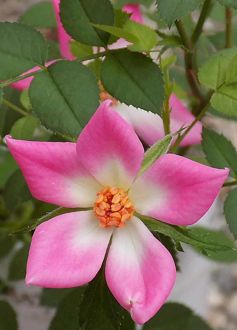 08.Bloom.JPG