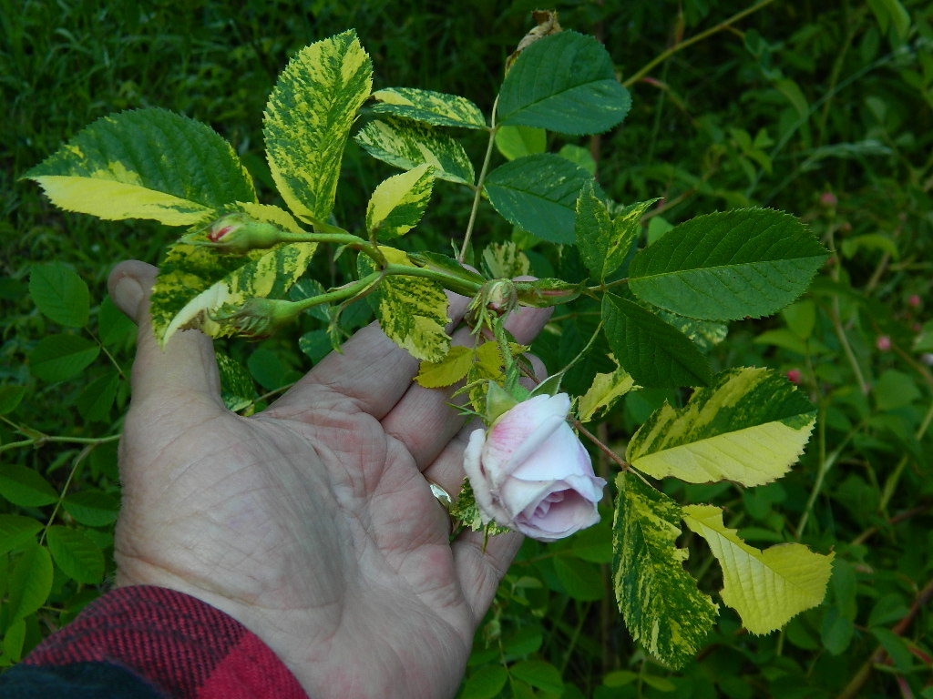 DSCN6963.JPG