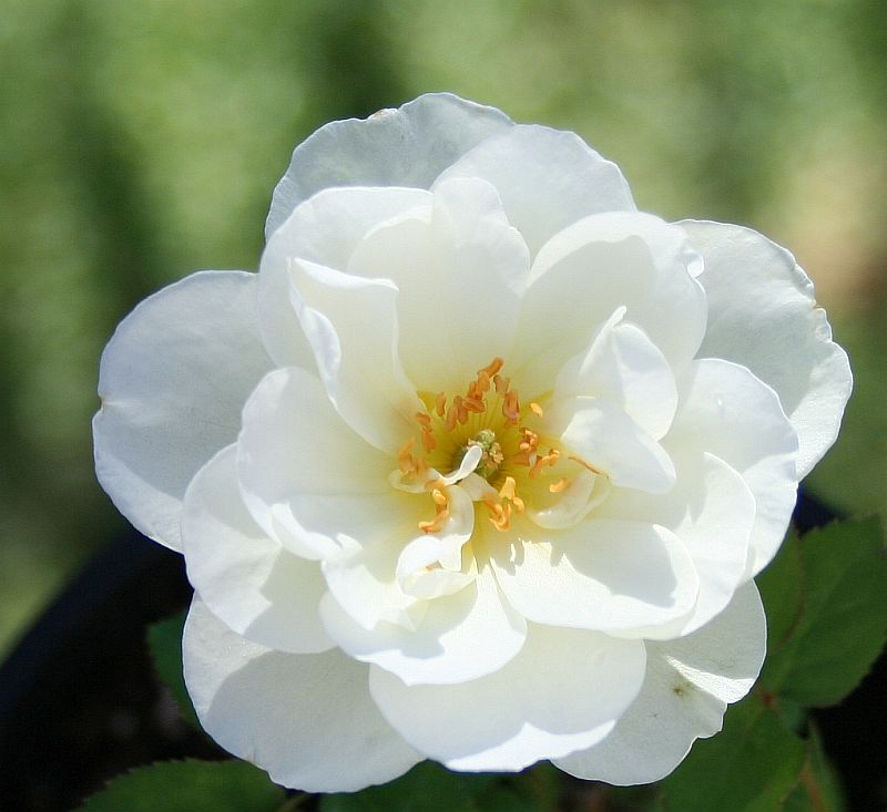 S23 T143 2.jpg