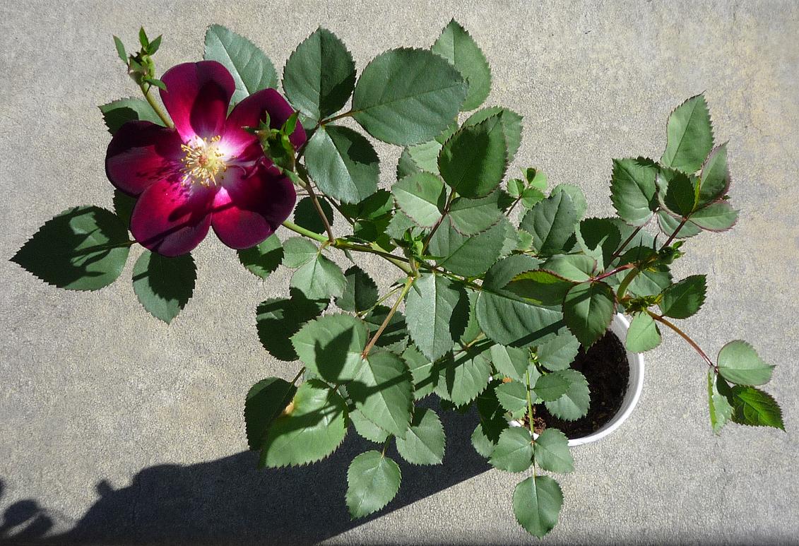 01.SecondBud.JPG