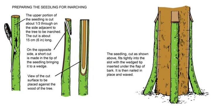 Operation_ inarching_seedlings