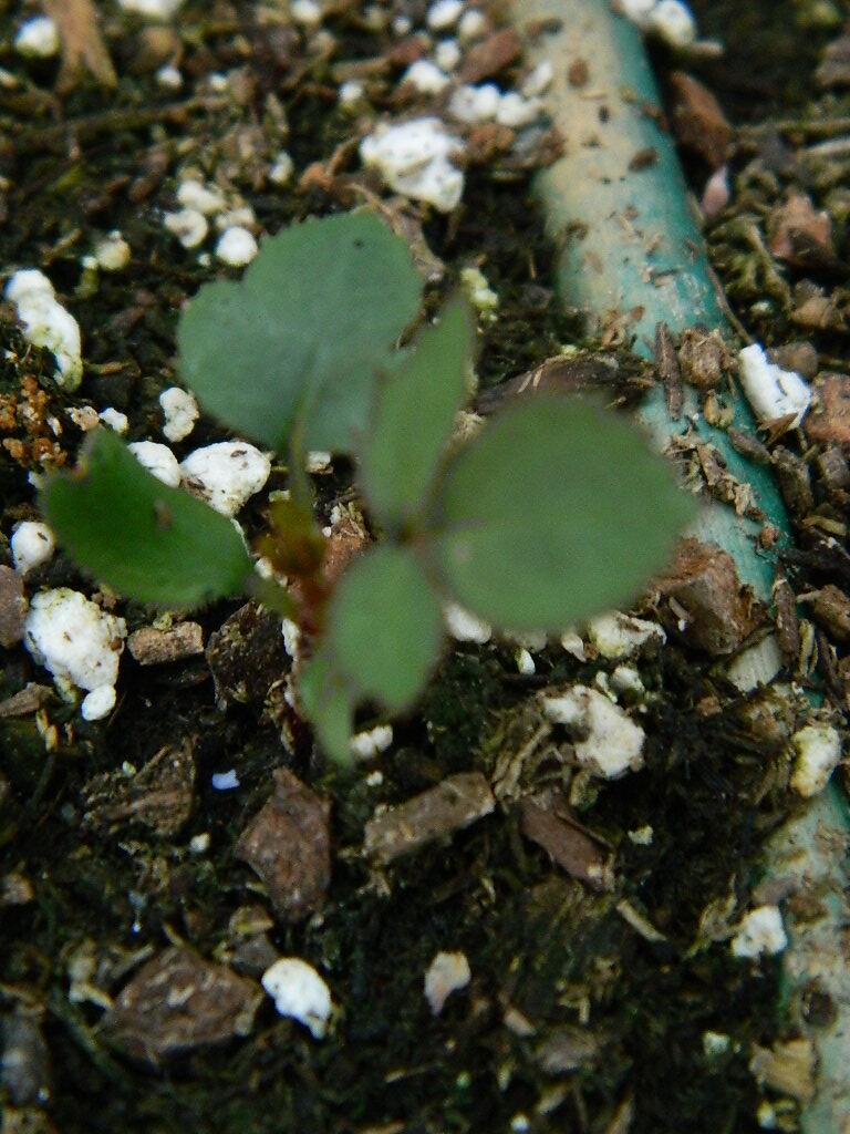 DSCN1028.JPG
