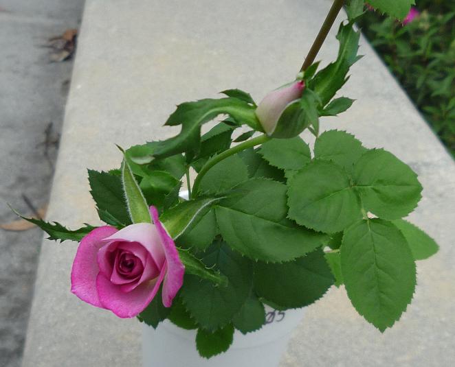 05.SecondBud.JPG