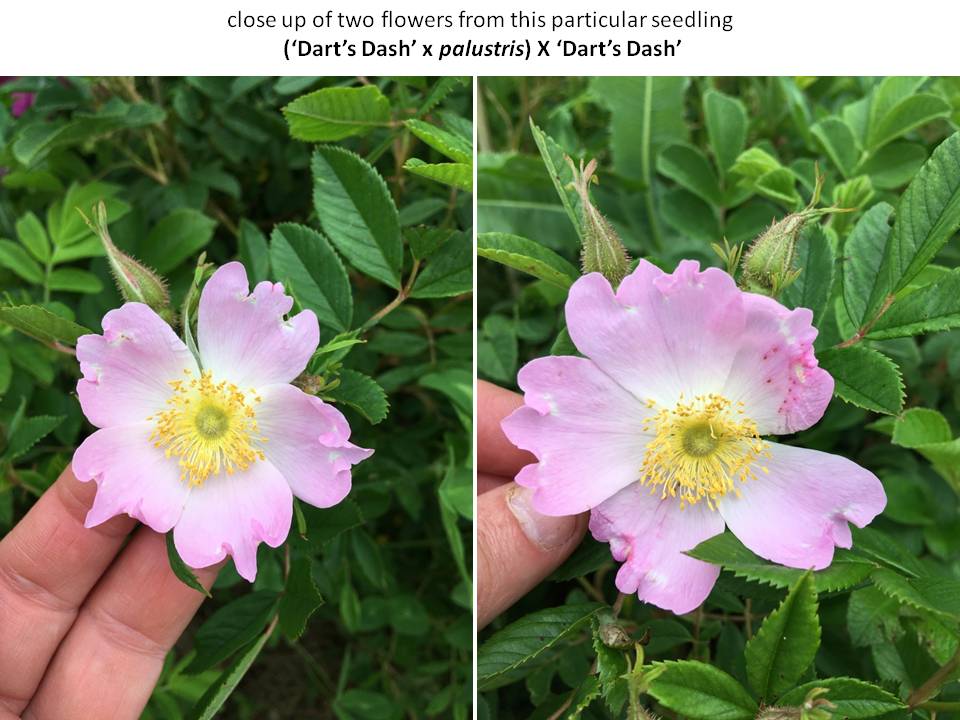 weird petal form close up.JPG