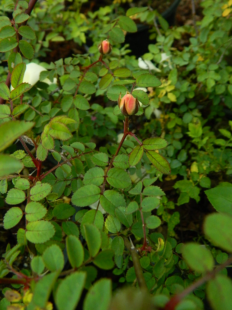 DSCN2352.JPG