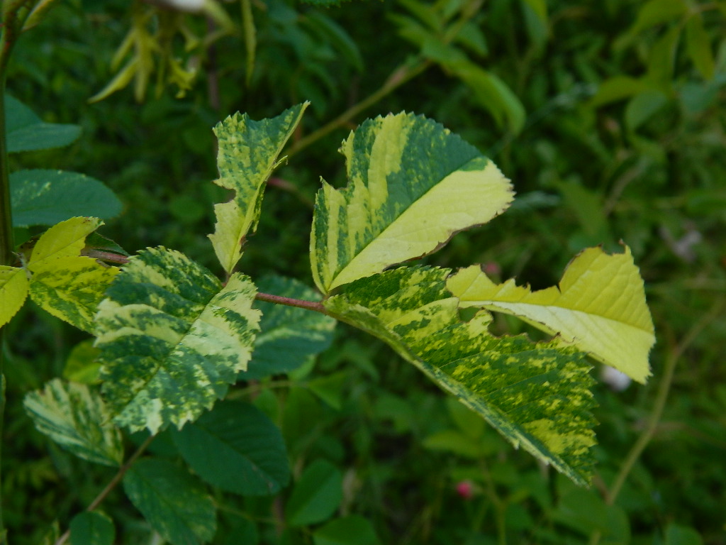 DSCN6965.JPG