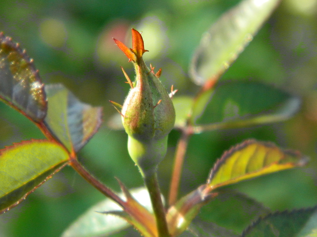 l56 x mutabilis.JPG